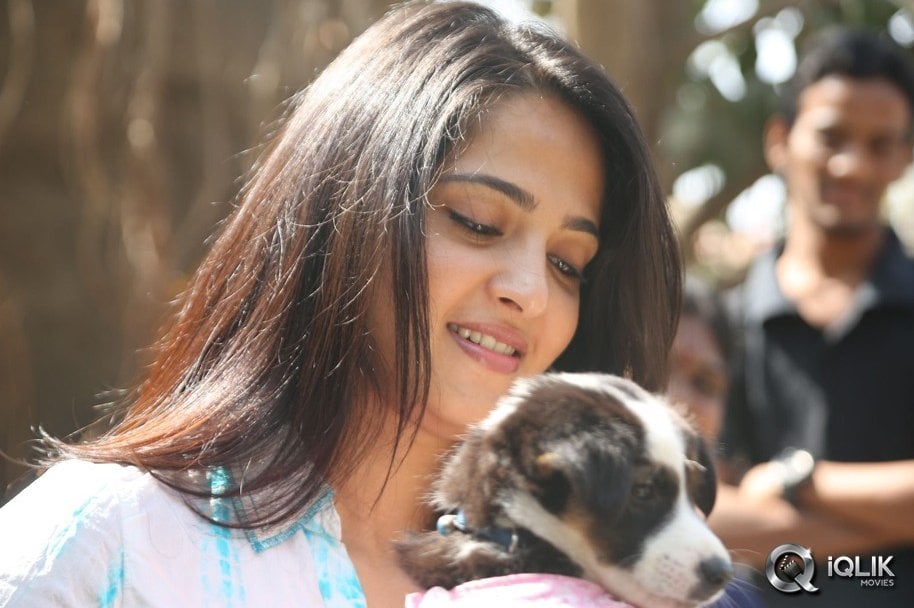 Anushka-at-Blue-Cross-Pet-Carnival-2014